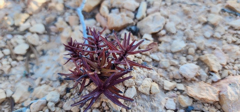 Bryce Canyon Indian Paintbrush photo 6
