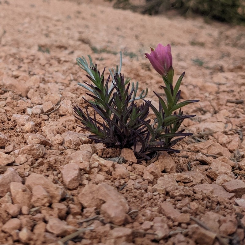 Bryce Canyon Indian Paintbrush photo 7