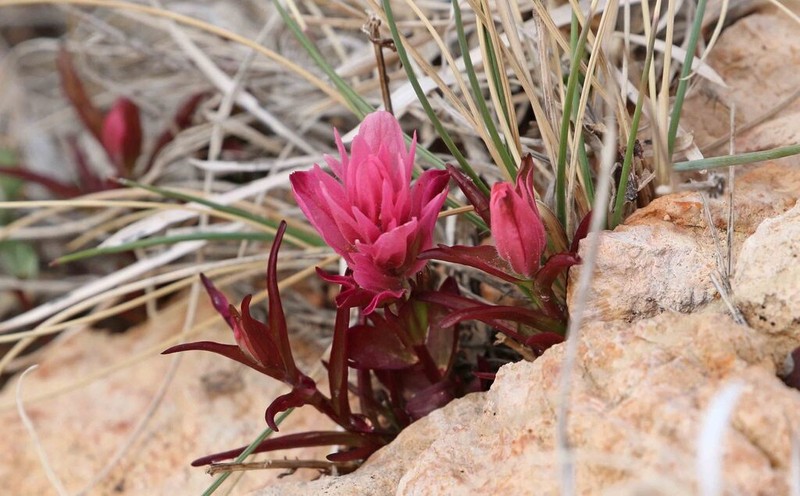 Bryce Canyon Indian Paintbrush photo 8