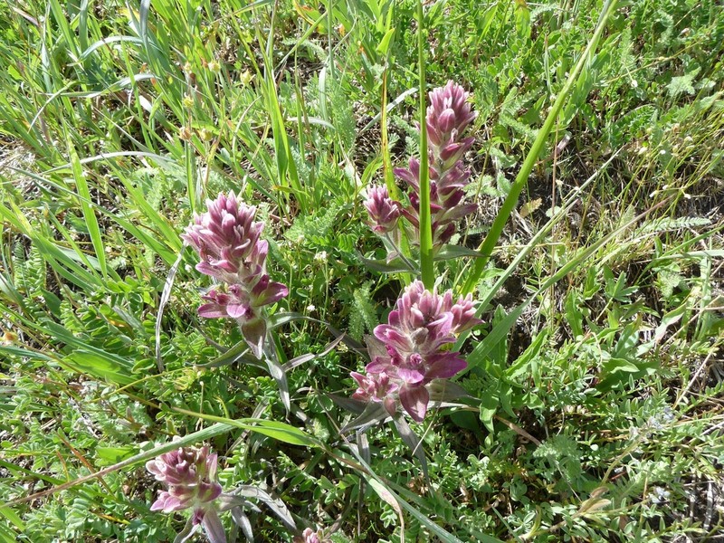 Splitleaf Indian Paintbrush