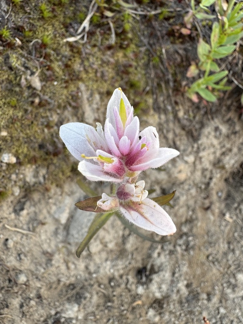 Splitleaf Indian Paintbrush photo 2