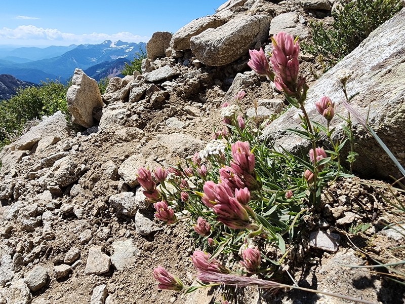 Splitleaf Indian Paintbrush photo 3