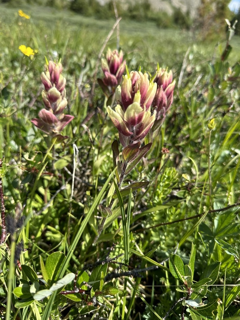 Splitleaf Indian Paintbrush photo 4