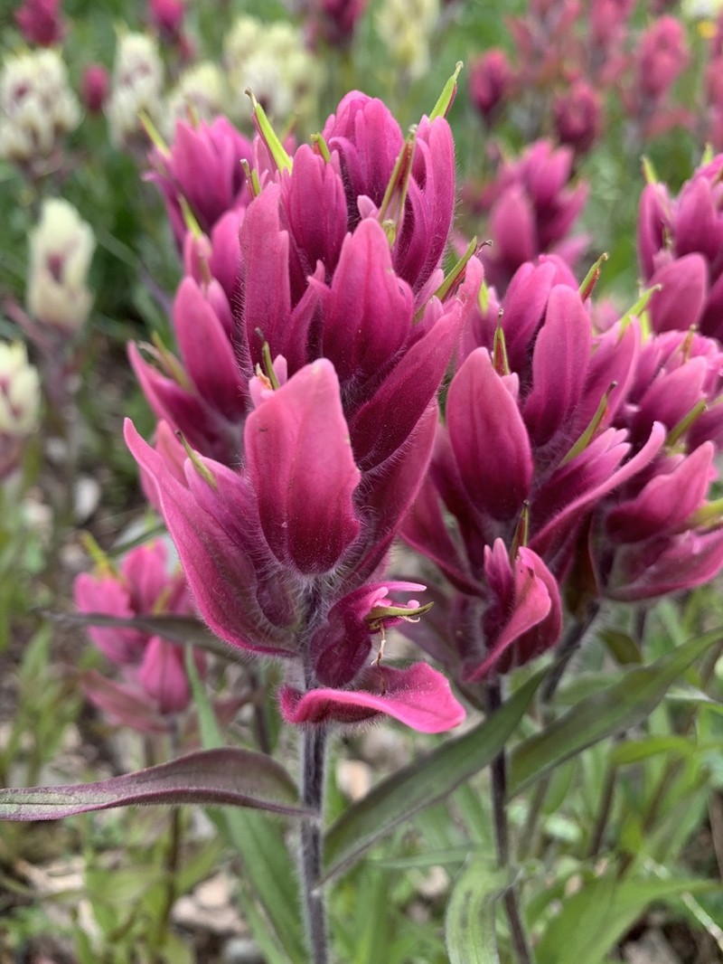 Splitleaf Indian Paintbrush photo 5