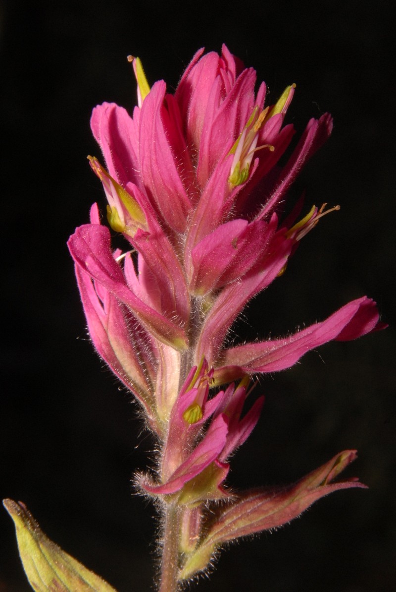 Splitleaf Indian Paintbrush photo 6