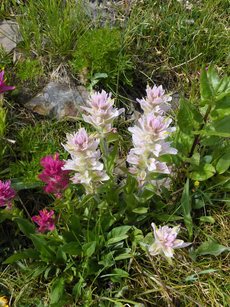 Splitleaf Indian Paintbrush photo 7