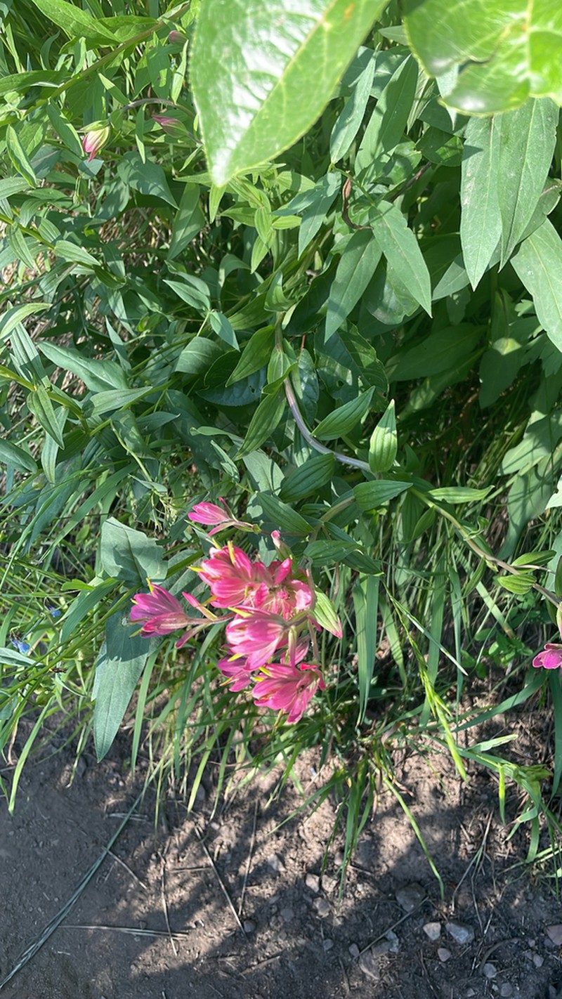 Splitleaf Indian Paintbrush photo 8
