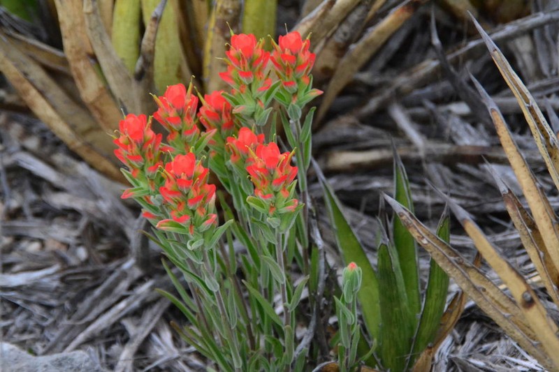 Rigid Indian Paintbrush