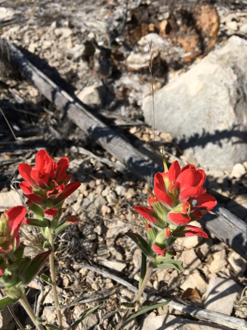 Rigid Indian Paintbrush photo 2
