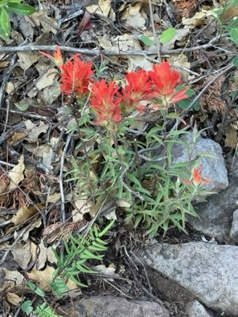 Rigid Indian Paintbrush photo 3