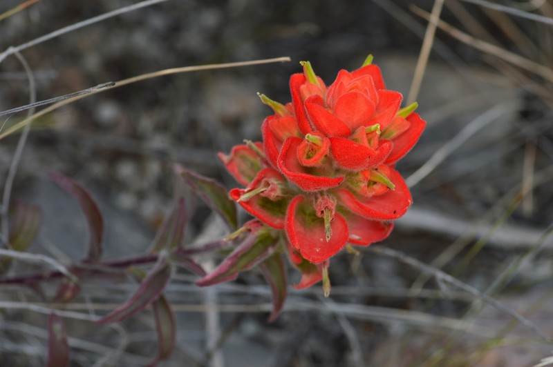 Rigid Indian Paintbrush photo 4