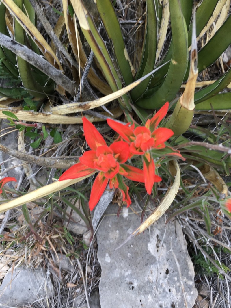 Rigid Indian Paintbrush photo 5