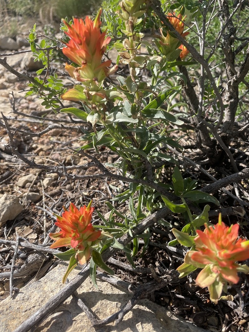 Rigid Indian Paintbrush photo 6