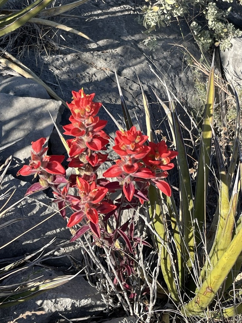 Rigid Indian Paintbrush photo 7