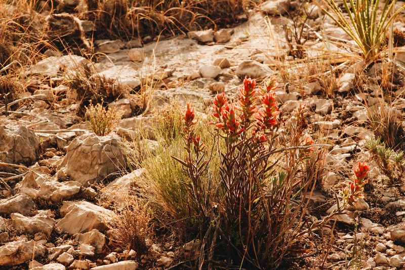 Rigid Indian Paintbrush photo 8