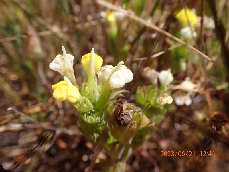 Cream Sacs photo 6