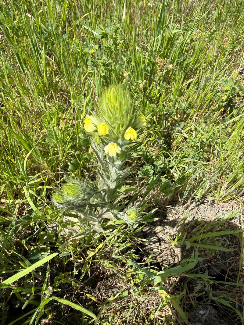 Castilleja rubicundula var. lithospermoides