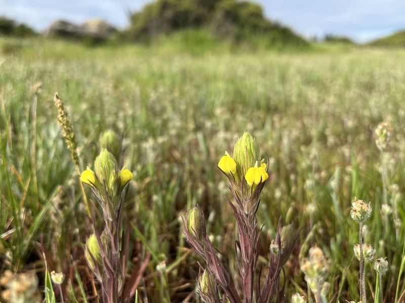 Castilleja rubicundula var. lithospermoides photo 2