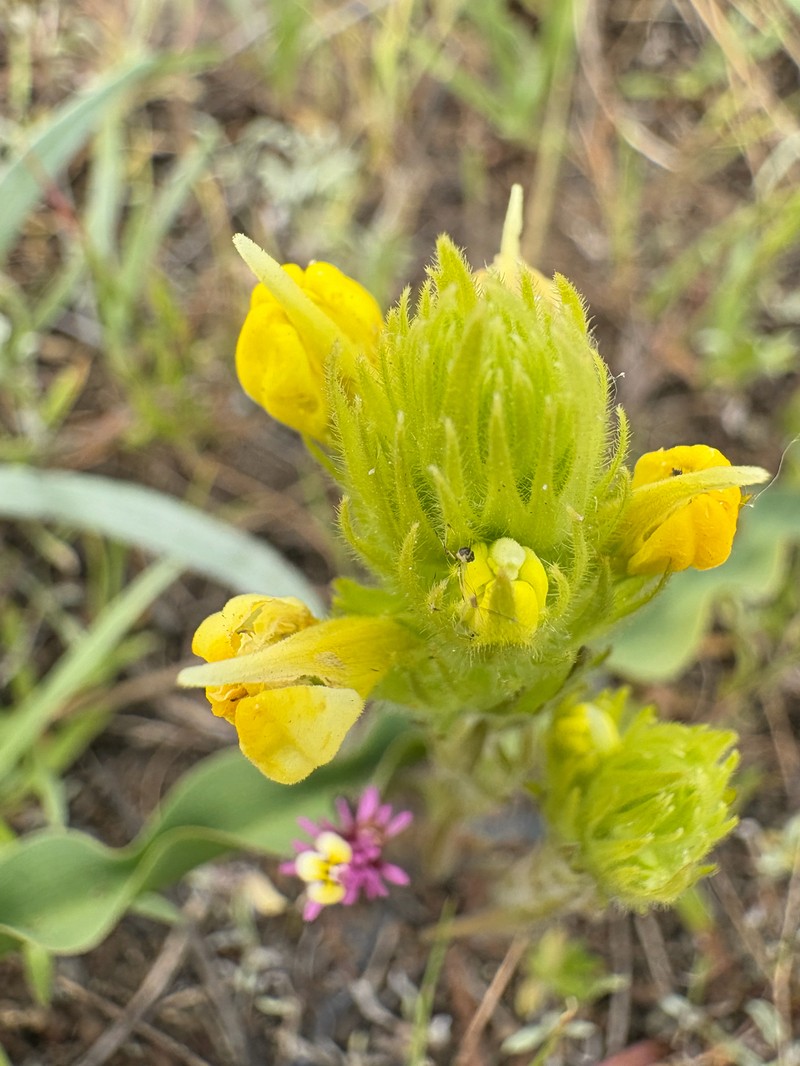 Castilleja rubicundula var. lithospermoides photo 3