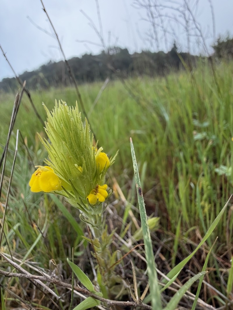 Castilleja rubicundula var. lithospermoides photo 4