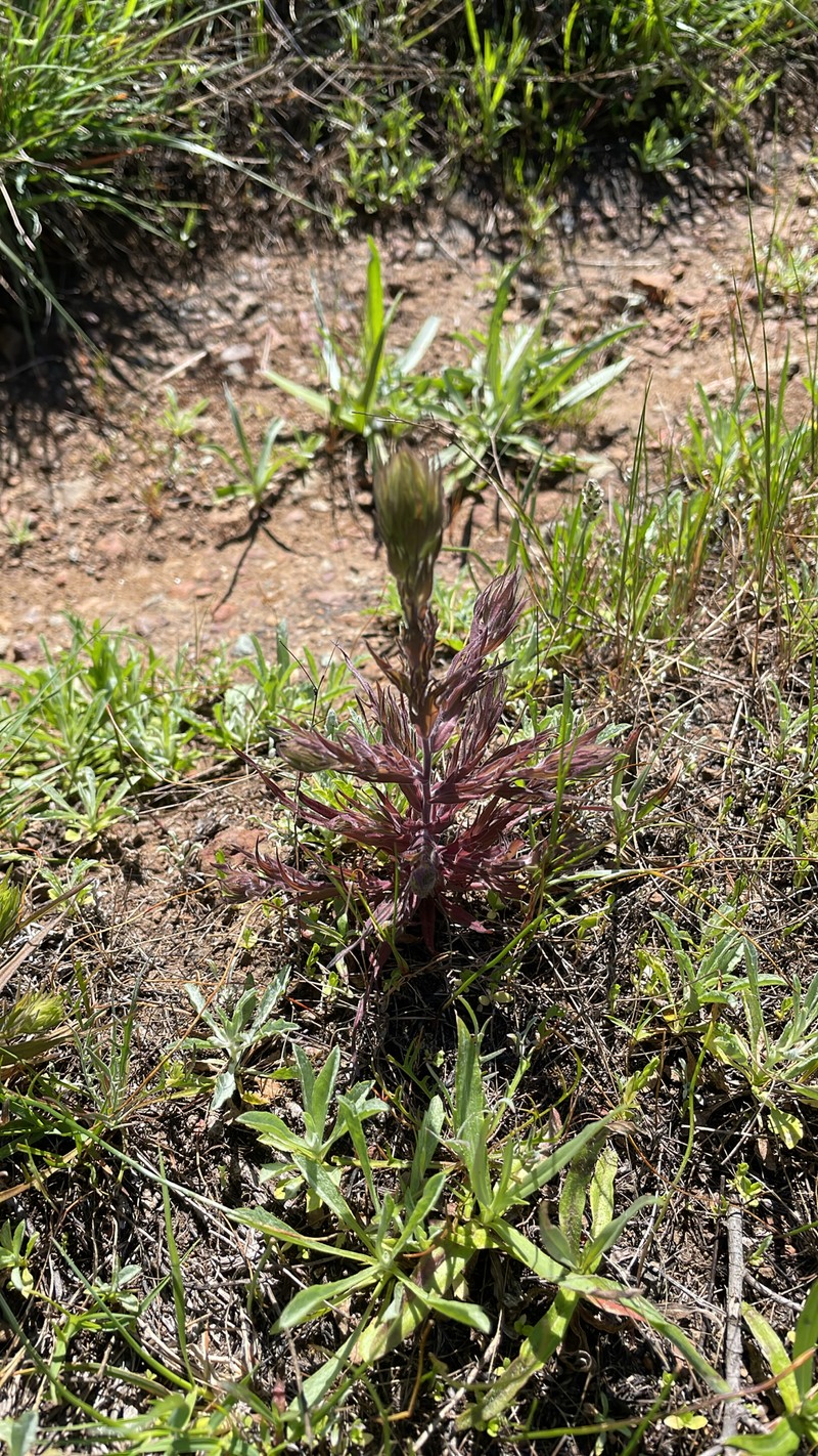 Castilleja rubicundula var. lithospermoides photo 5