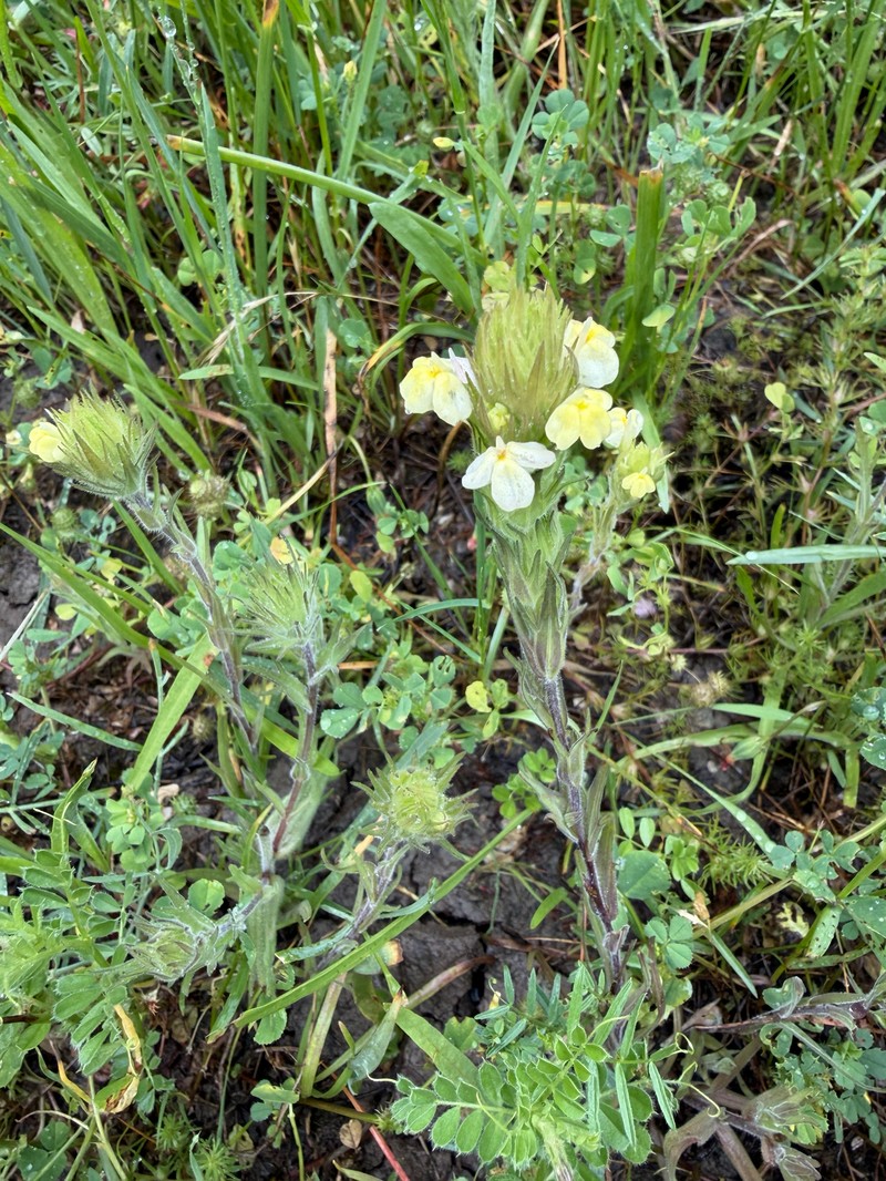 Castilleja rubicundula var. lithospermoides photo 6