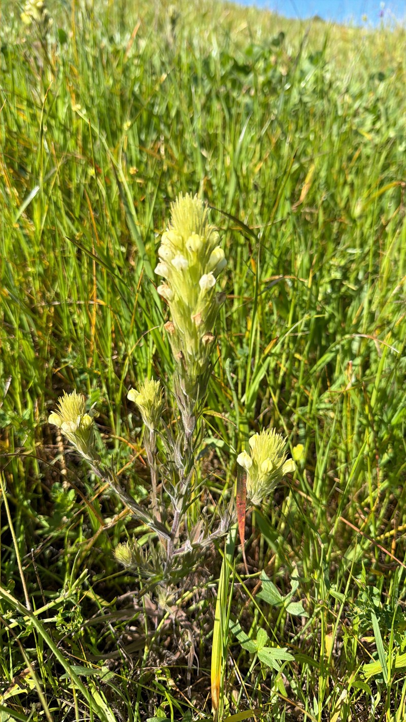 Castilleja rubicundula var. lithospermoides photo 7