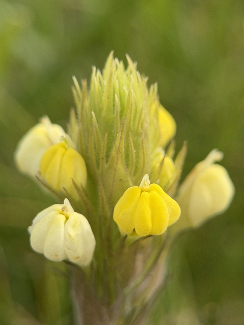 Castilleja rubicundula var. lithospermoides photo 8