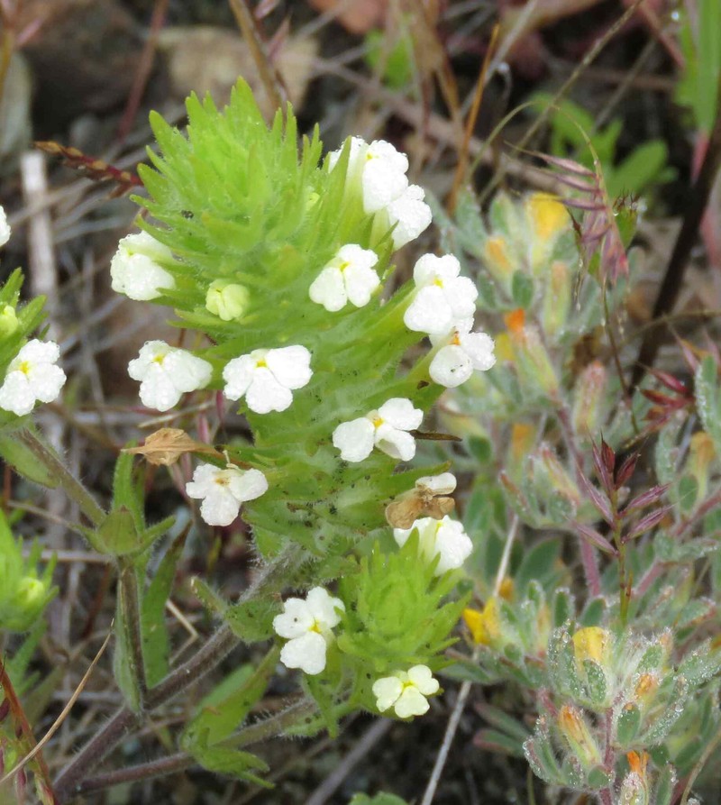 Castilleja rubicundula var. rubicundula