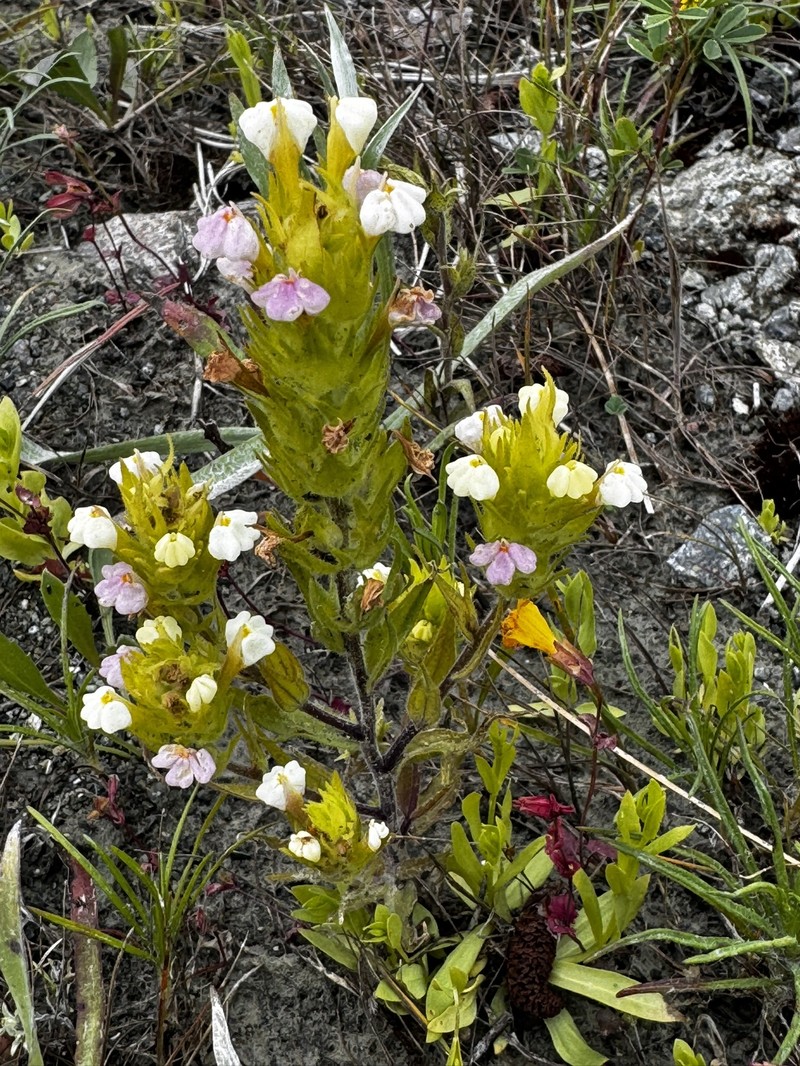 Castilleja rubicundula var. rubicundula photo 2