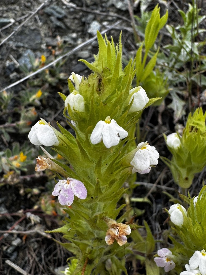 Castilleja rubicundula var. rubicundula photo 3