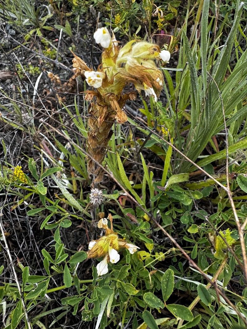 Castilleja rubicundula var. rubicundula photo 5