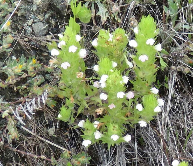 Castilleja rubicundula var. rubicundula photo 6