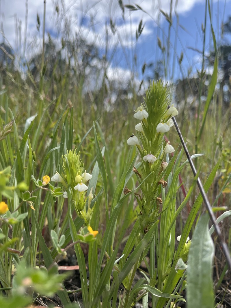Castilleja rubicundula var. rubicundula photo 7