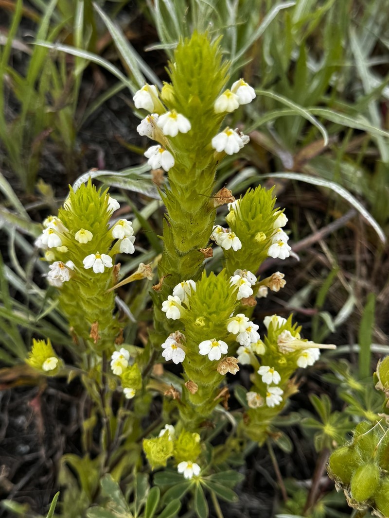 Castilleja rubicundula var. rubicundula photo 8