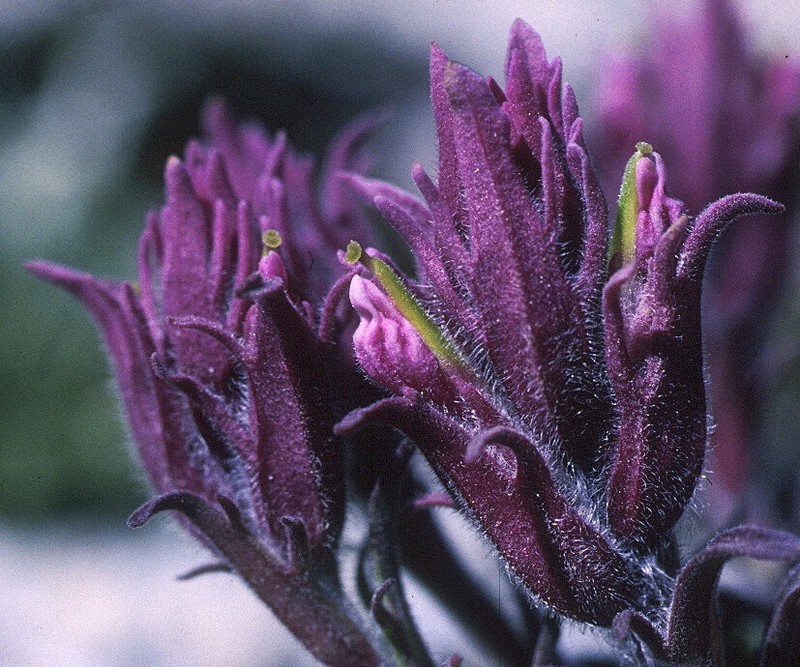 Little Reddish Indian Paintbrush