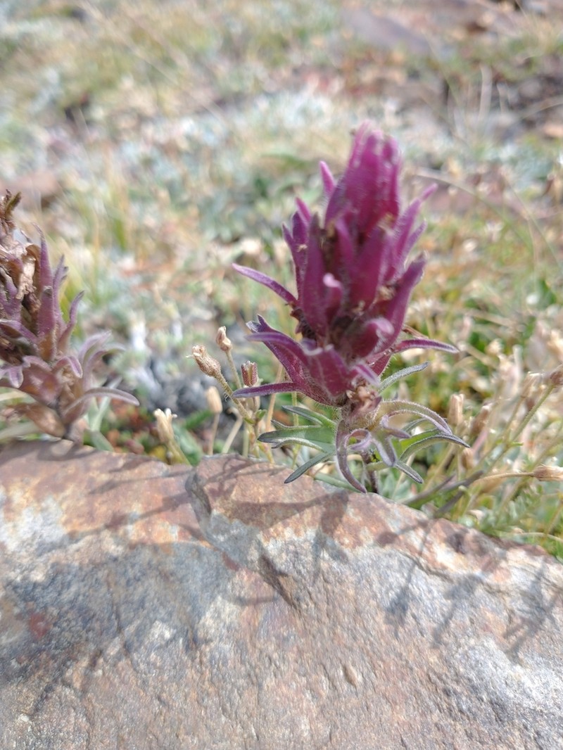Little Reddish Indian Paintbrush photo 2