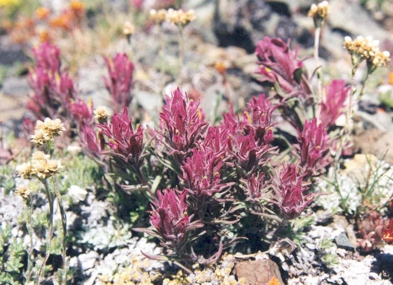 Little Reddish Indian Paintbrush photo 3