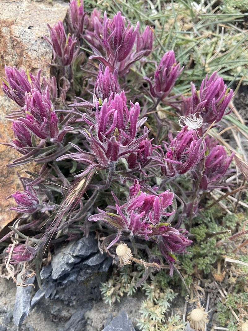 Little Reddish Indian Paintbrush photo 4