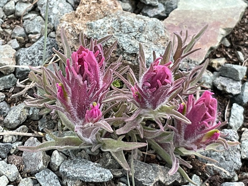 Little Reddish Indian Paintbrush photo 5