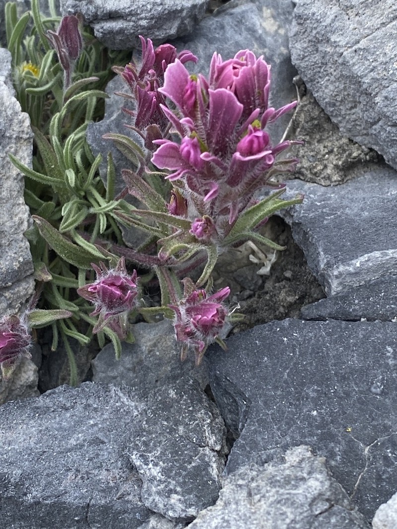 Little Reddish Indian Paintbrush photo 6