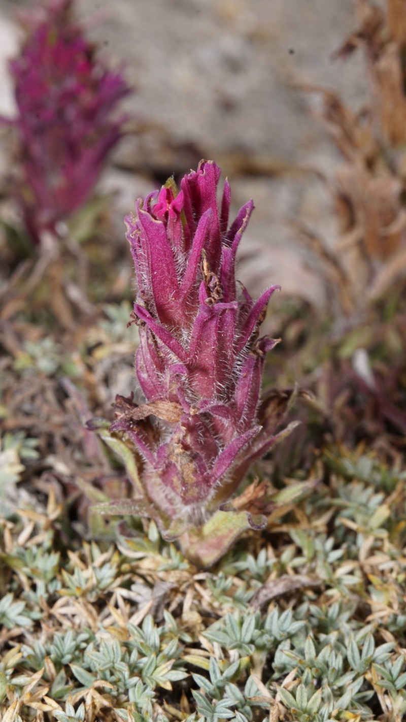 Little Reddish Indian Paintbrush photo 7