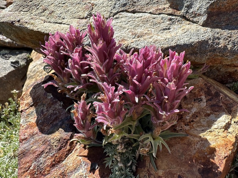 Little Reddish Indian Paintbrush photo 8