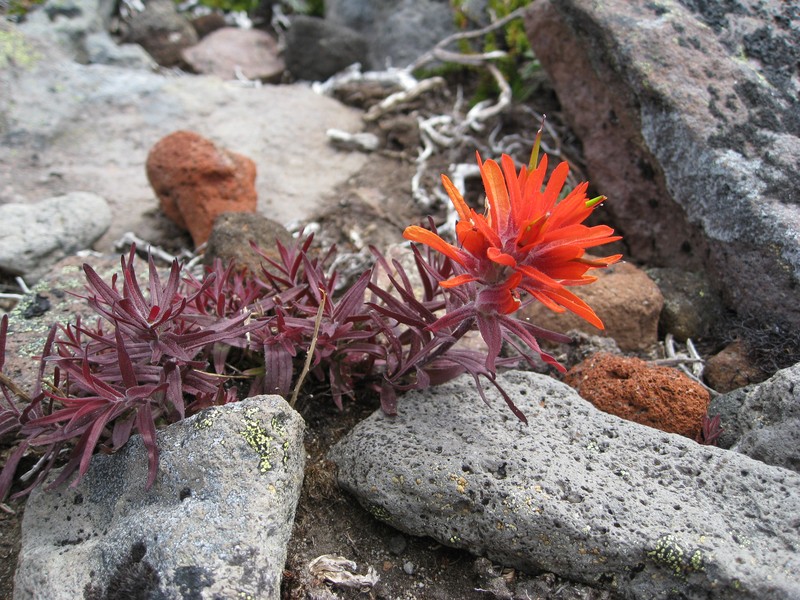 Cliff Indian Paintbrush