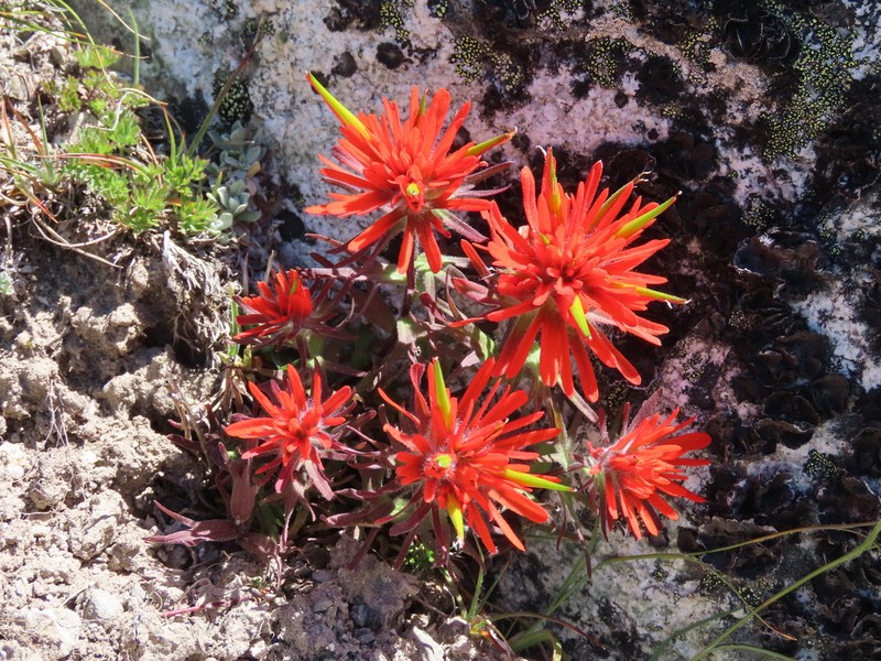 Cliff Indian Paintbrush