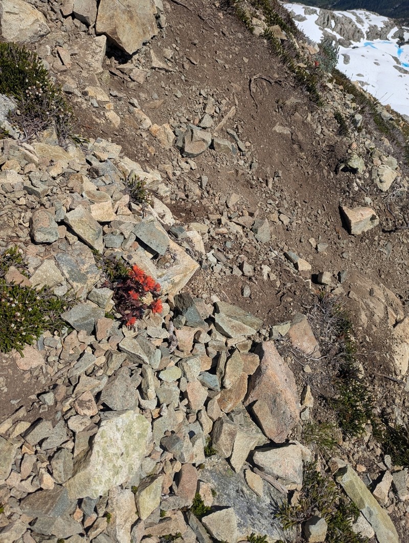 Cliff Indian Paintbrush photo 2