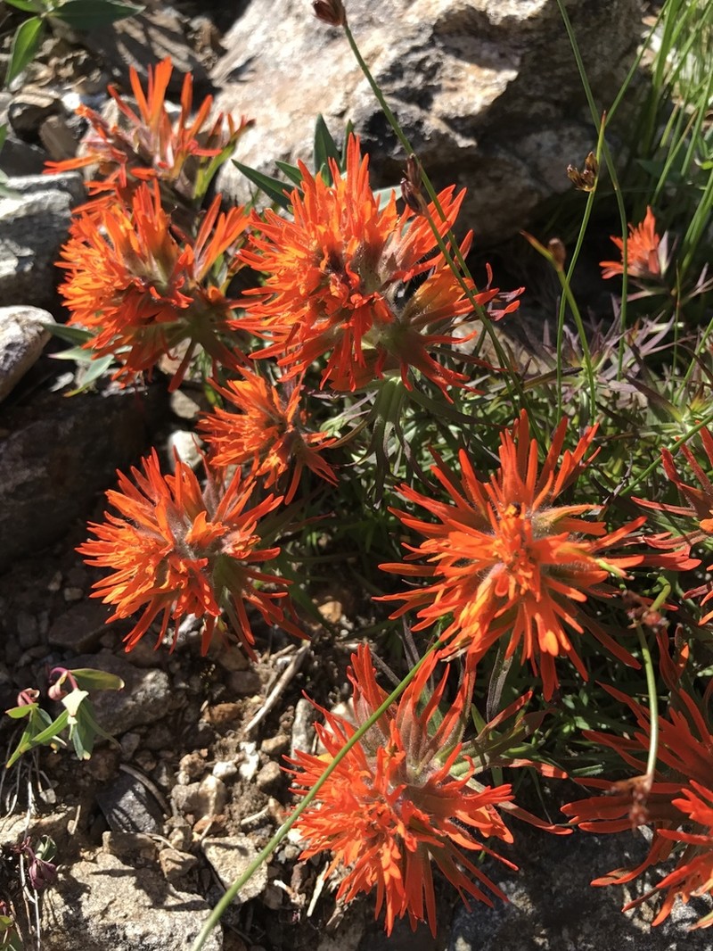 Cliff Indian Paintbrush photo 3