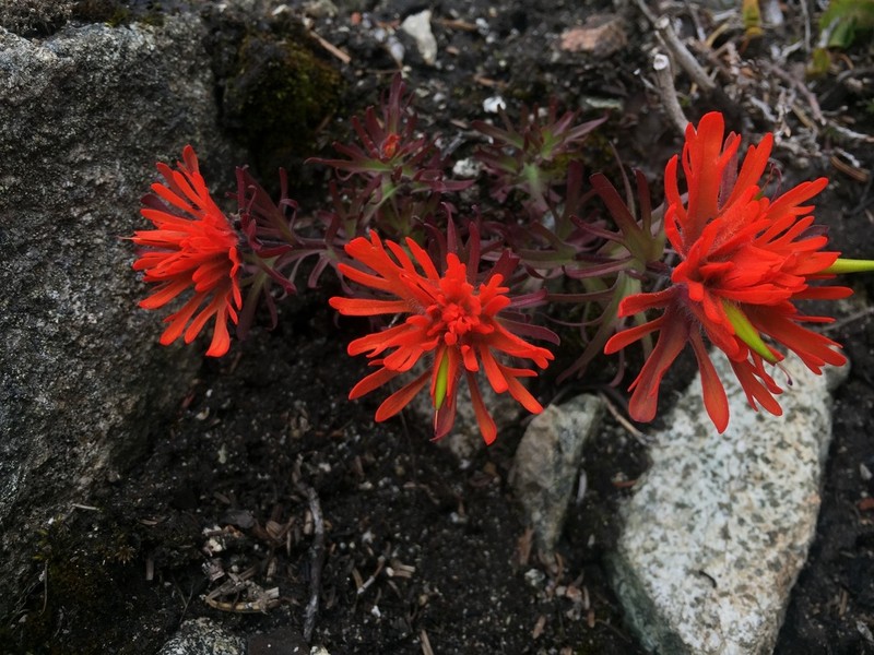 Cliff Indian Paintbrush photo 4