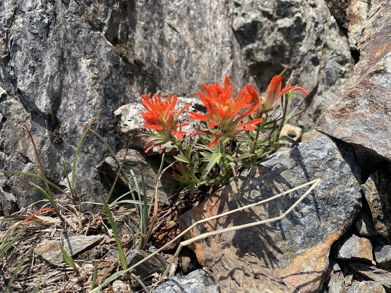 Cliff Indian Paintbrush photo 5