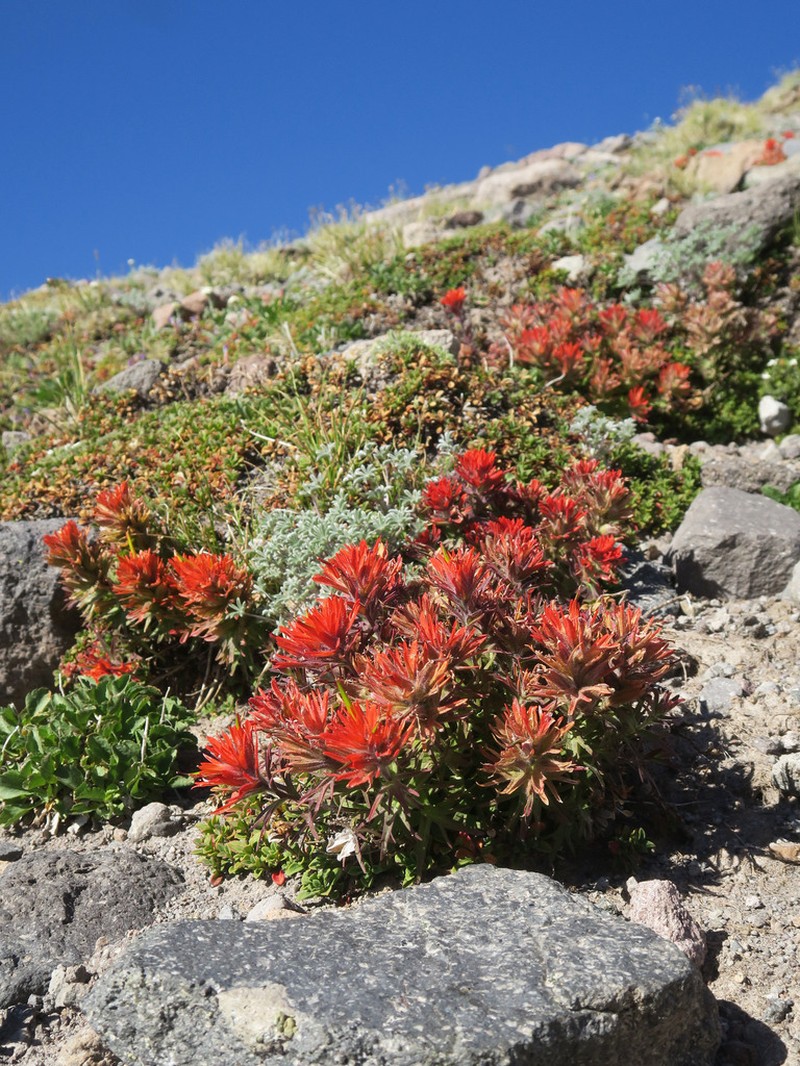 Cliff Indian Paintbrush photo 6